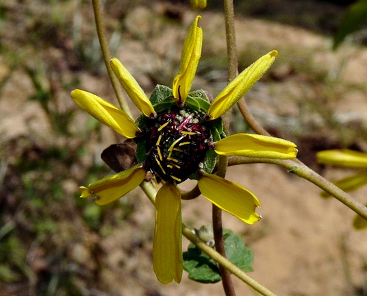 {Berlandiera pumila}